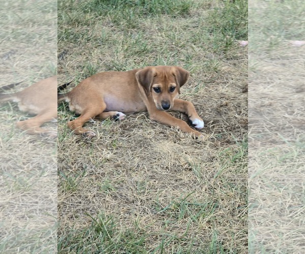 Medium Photo #3 Mutt Puppy For Sale in Hillsboro, MO, USA