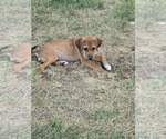 Small #2 Mutt
