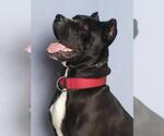 Small #1 Mutt