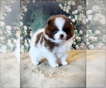 Small #3 Pomeranian
