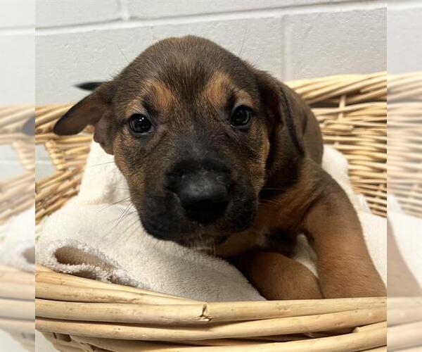 Medium Photo #1 Australian Kelpie-Unknown Mix Puppy For Sale in Rosenberg, TX, USA