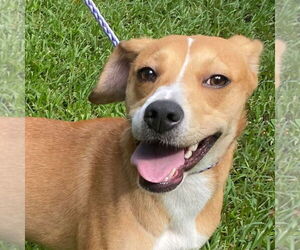 Labrador Retriever-Unknown Mix Dogs for adoption in Canton, CT, USA