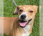 Small Labrador Retriever Mix