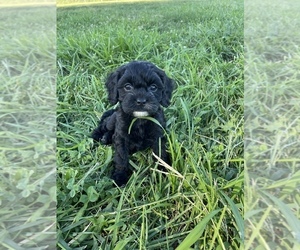 Cavapoo Puppy for sale in HOLDEN, MO, USA