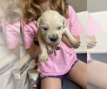 Puppy Puppy 8 Golden Retriever