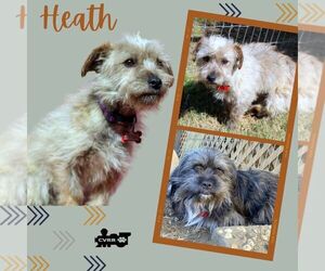 Mutt Dogs for adoption in Lindsay, CA, USA