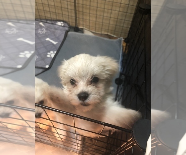 Medium Photo #1 Maltese Puppy For Sale in LAKELAND, FL, USA