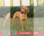 Small #1 Black Mouth Cur Mix