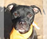 Small American Pit Bull Terrier Mix