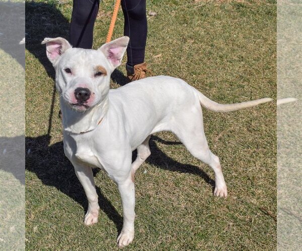 Medium Photo #2 American Staffordshire Terrier-Bull Terrier Mix Puppy For Sale in Huntley, IL, USA