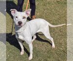 Small #1 American Staffordshire Terrier-Bull Terrier Mix
