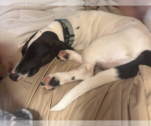 Basset Hound-Unknown Mix Dogs for adoption in Petaluma, CA, USA