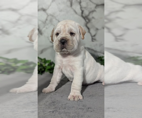 Medium Photo #6 Cocker-Pei Puppy For Sale in GOSHEN, IN, USA