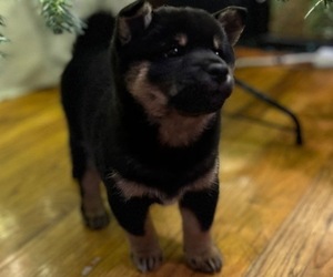 Shiba Inu Puppy for sale in SAN JOSE, CA, USA