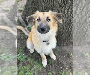 Mutt Dogs for adoption in Coldwater, MI, USA