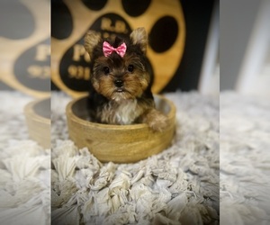 Yorkshire Terrier Puppy for sale in CROSSVILLE, TN, USA