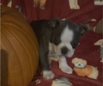 Small #3 Faux Frenchbo Bulldog