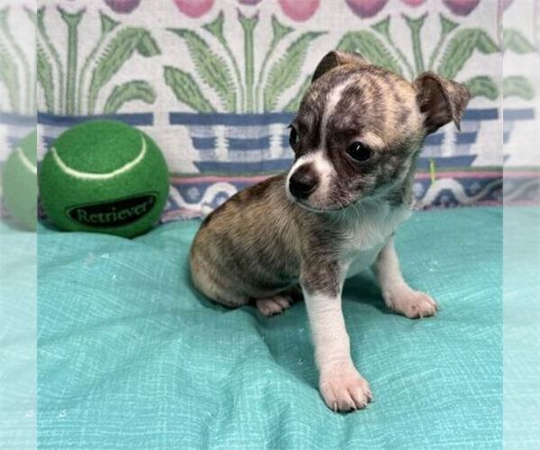 Medium Photo #4 Chihuahua Puppy For Sale in BOCA RATON, FL, USA
