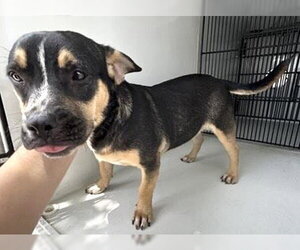 Labrador Retriever-Unknown Mix Dogs for adoption in Houston, TX, USA