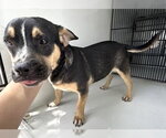 Small Labrador Retriever Mix