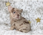 Small #9 French Bulldog