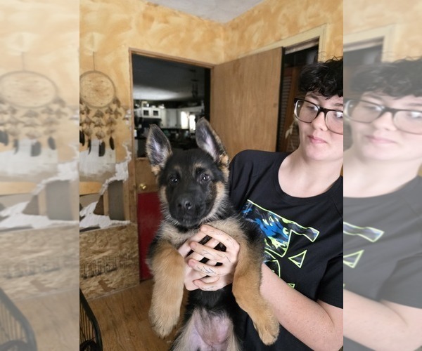 Medium Photo #60 German Shepherd Dog Puppy For Sale in LA FAYETTE, NY, USA