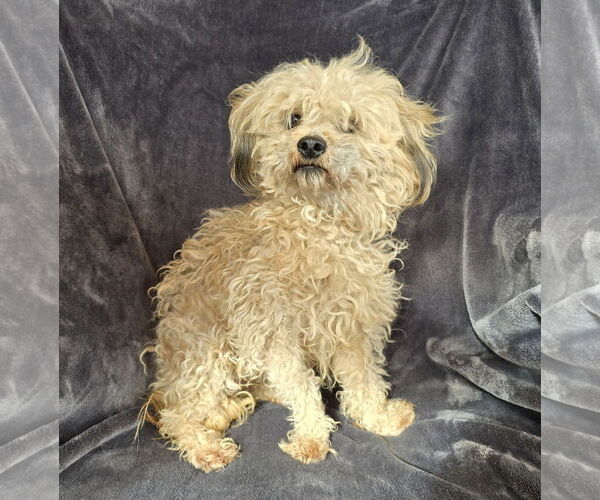 Medium Photo #1 Cairnoodle Puppy For Sale in Albuquerque, NM, USA