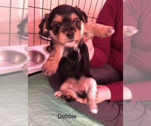 Shorkie Tzu-Yorkshire Terrier Mix Puppy for sale in SCOTTSDALE, AZ, USA