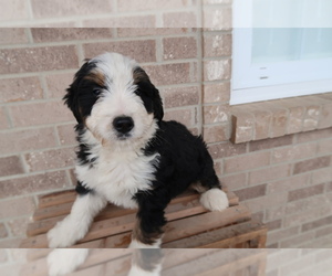 Bernedoodle Puppy for sale in SOUTH BEND, IN, USA