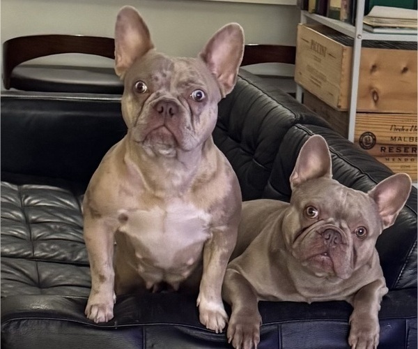 Medium Photo #1 French Bulldog Puppy For Sale in MIAMI, FL, USA