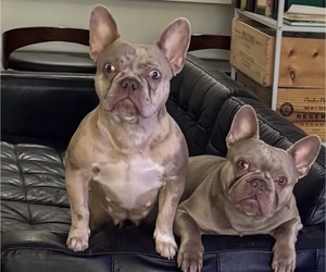 Mother of the French Bulldog puppies born on 01/20/2026