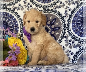 Goldendoodle Puppy for sale in LANCASTER, PA, USA