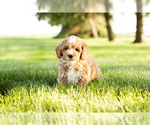 Small Photo #4 Goldendoodle-Poodle (Miniature) Mix Puppy For Sale in SHIPSHEWANA, IN, USA