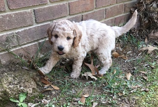 Goldendoodle-Unknown Mix Puppy for sale in BRANDON, MS, USA