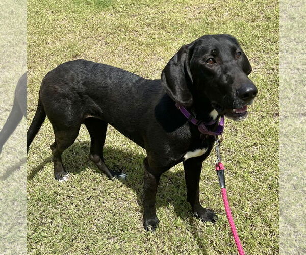 Medium Photo #1 Mutt Puppy For Sale in Munford, TN, USA