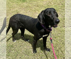 Mutt Dogs for adoption in Munford, TN, USA