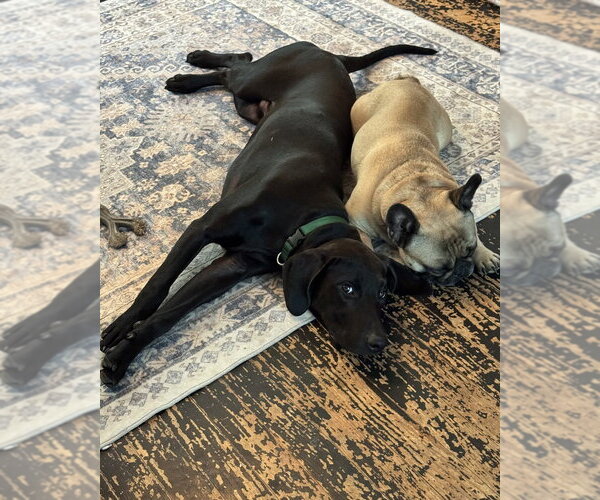 Medium Photo #45 Labrador Retriever-Unknown Mix Puppy For Sale in Brewster, NY, USA