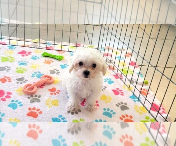 Medium Photo #1 Maltipoo (Toy) Puppy For Sale in ORO VALLEY, AZ, USA