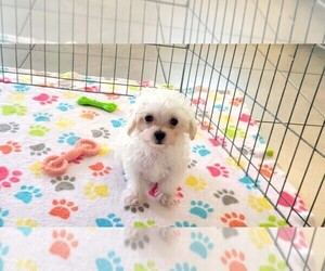 Maltipoo (Toy) Puppy for sale in ORO VALLEY, AZ, USA
