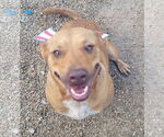 Small #13 Labrador Retriever-Red Heeler Mix