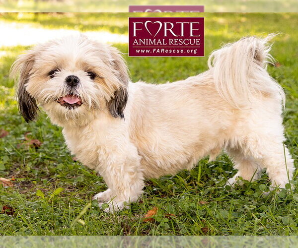 Medium Photo #2 Shih Tzu Puppy For Sale in Marina del Rey, CA, USA
