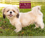 Small Photo #2 Shih Tzu Puppy For Sale in Marina del Rey, CA, USA