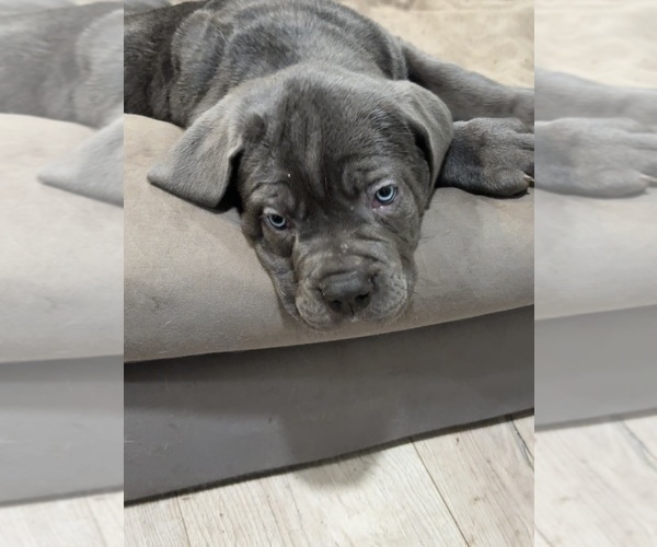 Medium Photo #16 Cane Corso Puppy For Sale in COLONIAL HEIGHTS, VA, USA