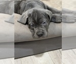 Small Photo #16 Cane Corso Puppy For Sale in COLONIAL HEIGHTS, VA, USA