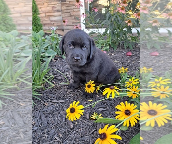 Medium Photo #6 Labrador Retriever Puppy For Sale in GREENWOOD, WI, USA