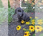 Small #5 Labrador Retriever