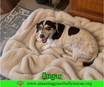 Sugar - Female Doxle Dog for Adoption - Small photo