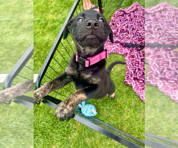 Medium Photo #2 German Shepherd Dog-Unknown Mix Puppy For Sale in Germantown, OH, USA