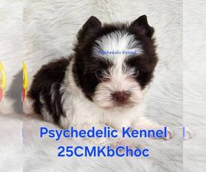 Yorkshire Terrier Puppy for sale in DECATUR, GA, USA