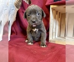 Small Photo #22 Cane Corso Puppy For Sale in LAKE EUFAULA, OK, USA
